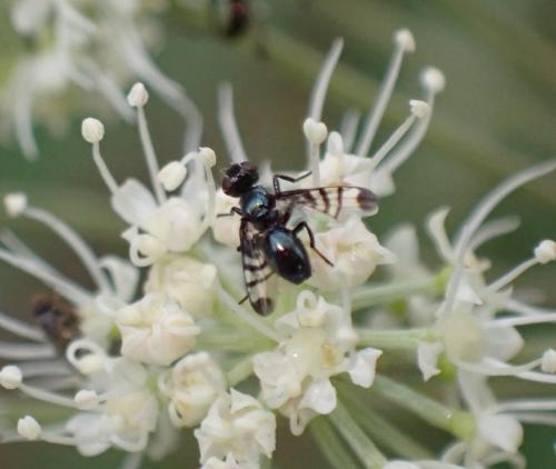 Rivellia syngenesiae